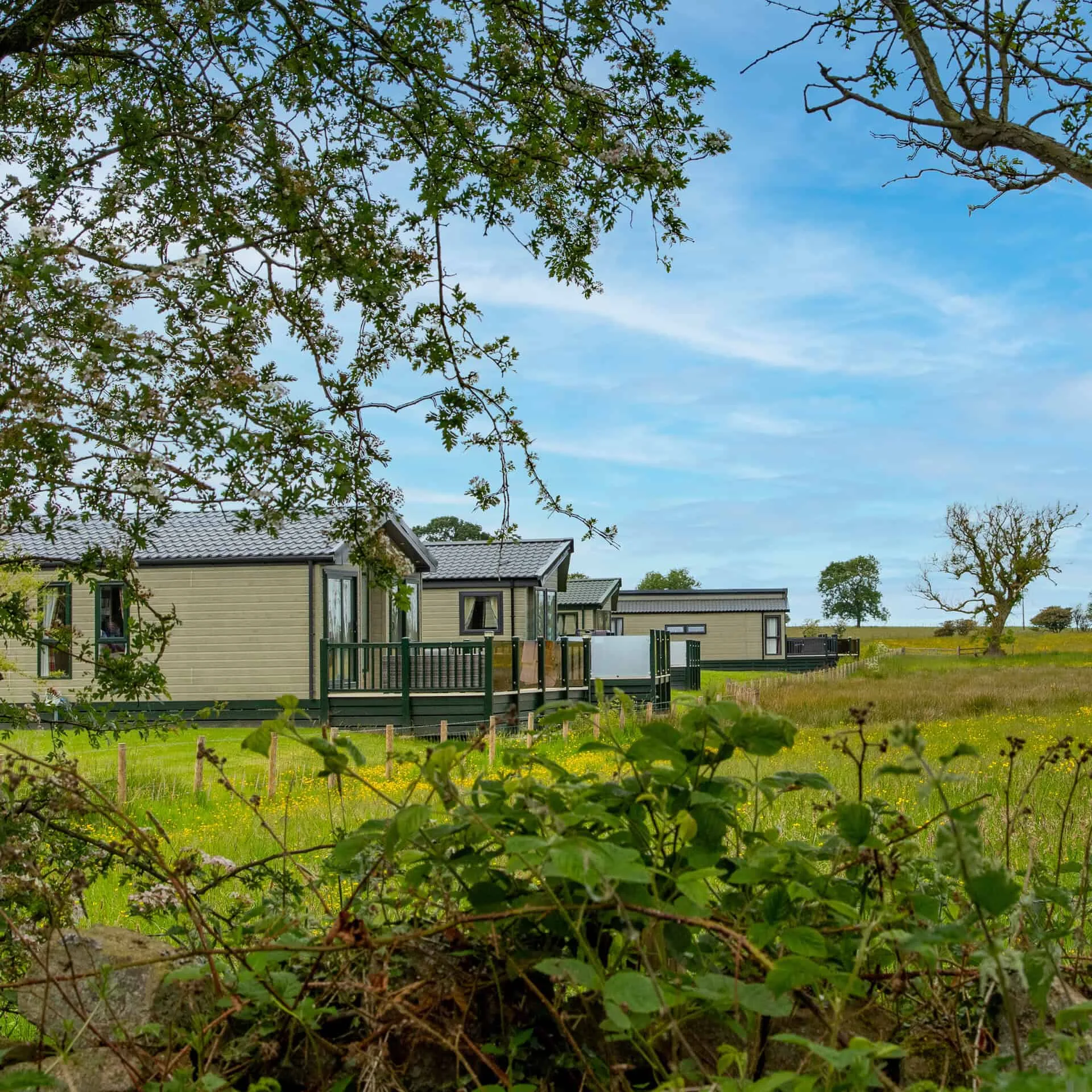 View of luxury lodges at Heathergate surrounded by greenery